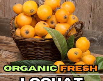 Organic Fresh Loquat Fruit, Freshly Picked Garden Fruit, Loquat Japanese Plum, Japonica Eriobotrya