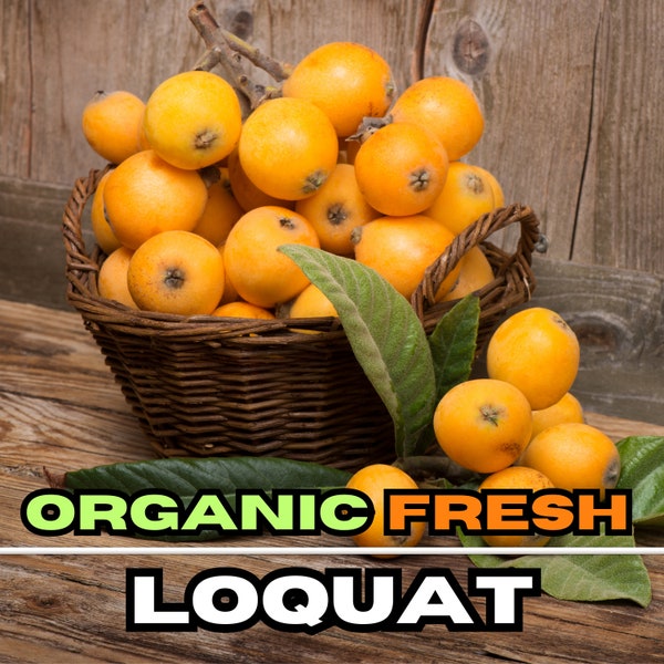 Organic Fresh Loquat Fruit, Freshly Picked Garden Fruit, Loquat Japanese Plum, Japonica Eriobotrya