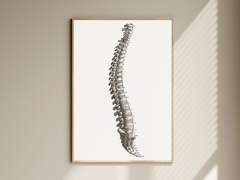 Spine Art Print: Anatomical Poster Medical Prints Anatomical Wall Art ...