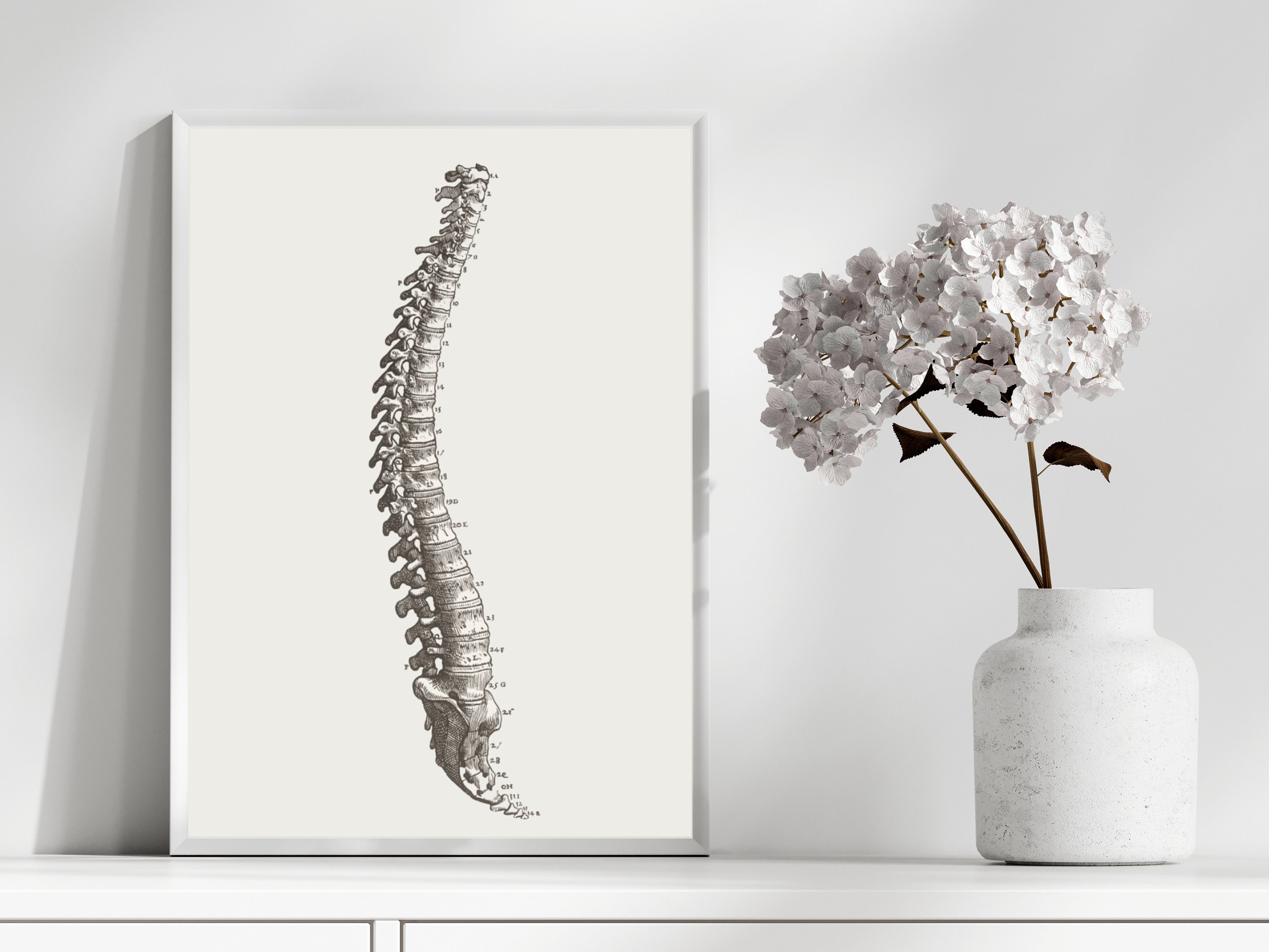 Spine Art Print: Anatomical Poster Medical Prints Anatomical Wall Art ...