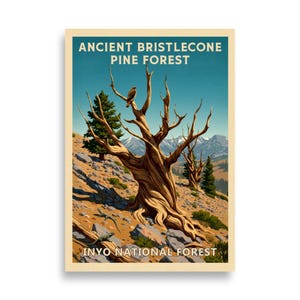 Inyo National Forest - Ancient Bristlecone Pine Forest V01