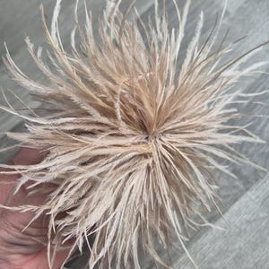 Puede incluir: Una gran pluma de avestruz beige, esponjosa y tupida. La pluma está dispuesta en forma circular, con las puntas de las plumas apuntando hacia afuera.