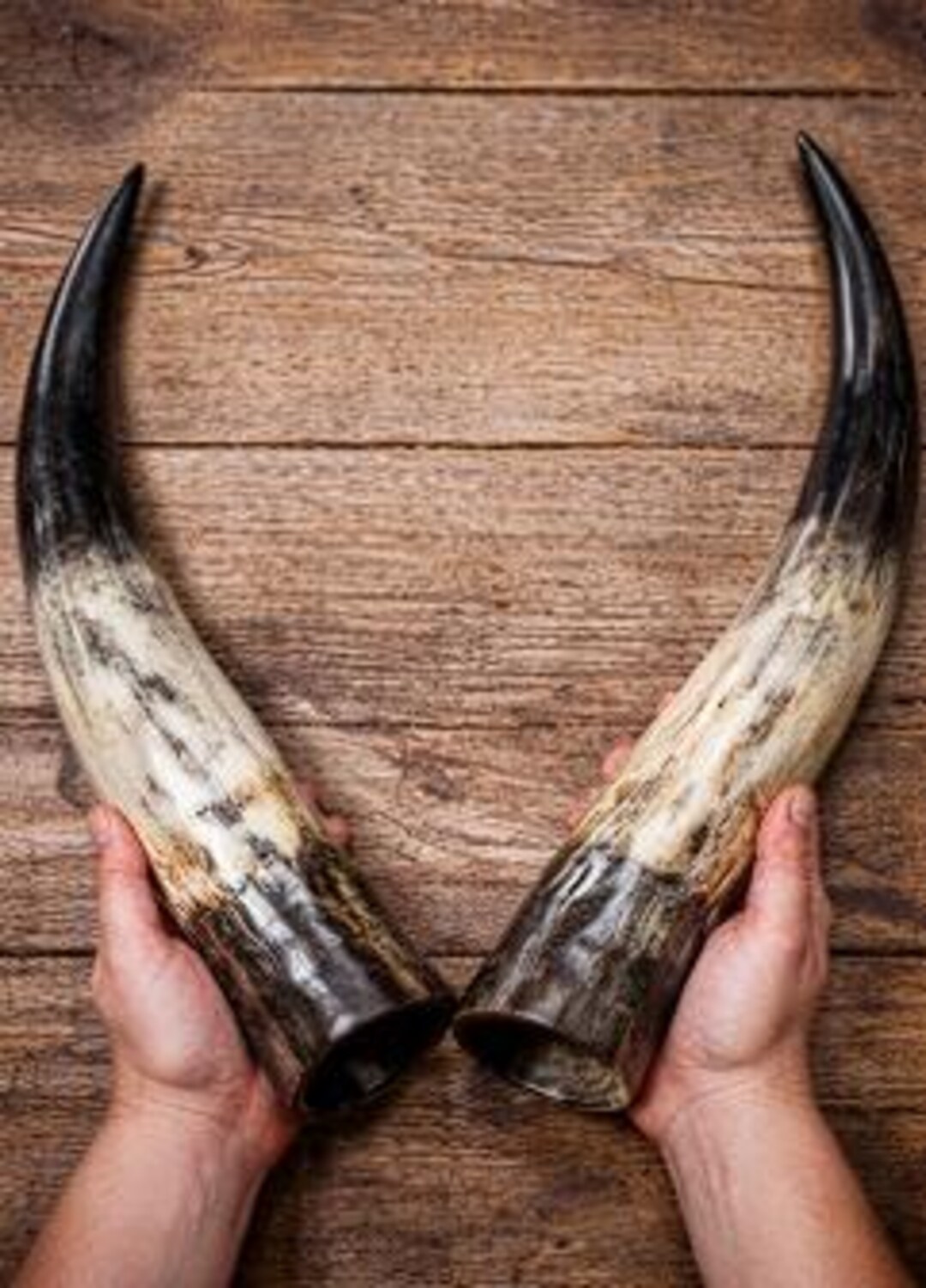 Natural Bull Horns – Bull Horns From Spain – Natural Horn for Knife ...