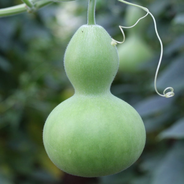 Gourde Pèlerine, Calebasse, 20 graines biologiques