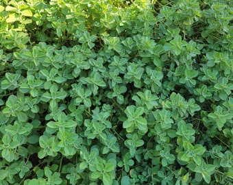 BOLDO recién cogido.