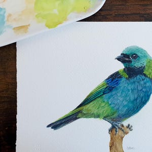 Dipinto ad acquerello originale raffigurante un uccello tanager arcobaleno (Tangara Seledon), arte della fauna selvatica tropicale, opera d'arte naturalistica dipinta a mano