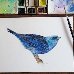 Dipinto ad acquerello originale raffigurante un uccello Tanager Aliazul (Tangara Vassorii), arte della fauna selvatica tropicale, opera d'arte naturalistica dipinta a mano