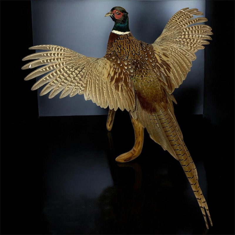 Bird Taxidermy - Etsy
