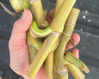 6 Large nodes/wetsticks unrooted Epipremnum aureum Giant Hawaiian Pothos cuttings