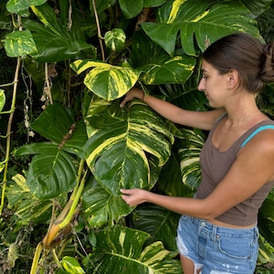 May include: A lush, green plant with large leaves featuring yellow variegation. The plant's leaves are being touched by a person. The plant is outdoors, with a natural background.