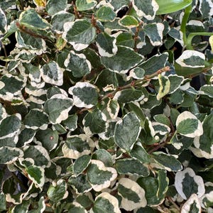 May include: Close-up of a plant with small, rounded green leaves edged in white. The leaves are densely packed, creating a textured appearance. The plant has thin, brown stems and a few larger, glossy green leaves.