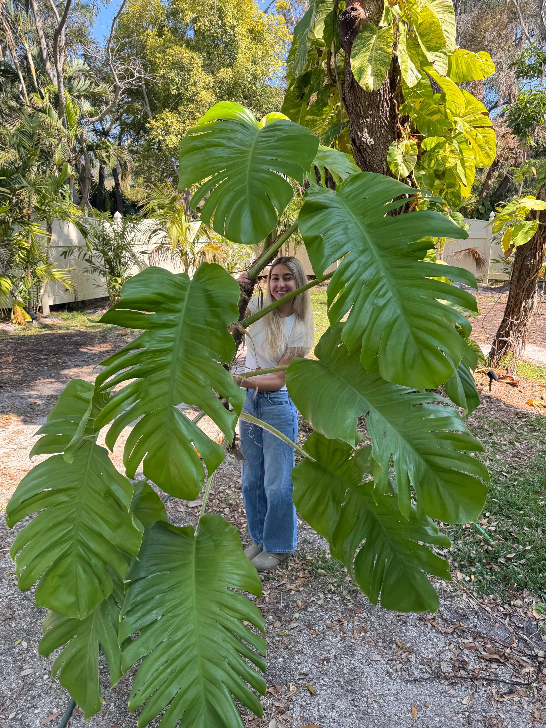 32」Epipremnum giganteum variegated エピプレムナム・ギガンテウム