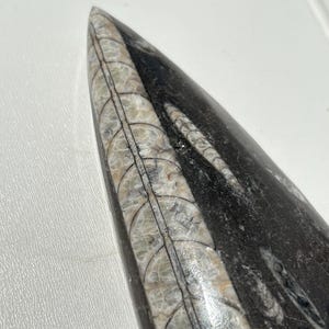 Orthoceras Fossil - Polished