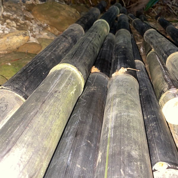 Black Bamboo Stalks