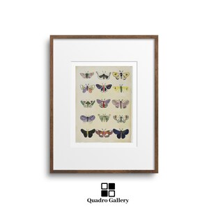 Botanical moth printable wall art vintage insect illustration instant download nature home decor entomology digital print artwork