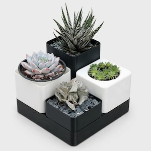 May include: A modular planter set featuring four square containers in black and white, arranged in a tiered formation. Each container holds a different succulent plant, including a striped Haworthia, a pale rosette succulent, and small green clusters.