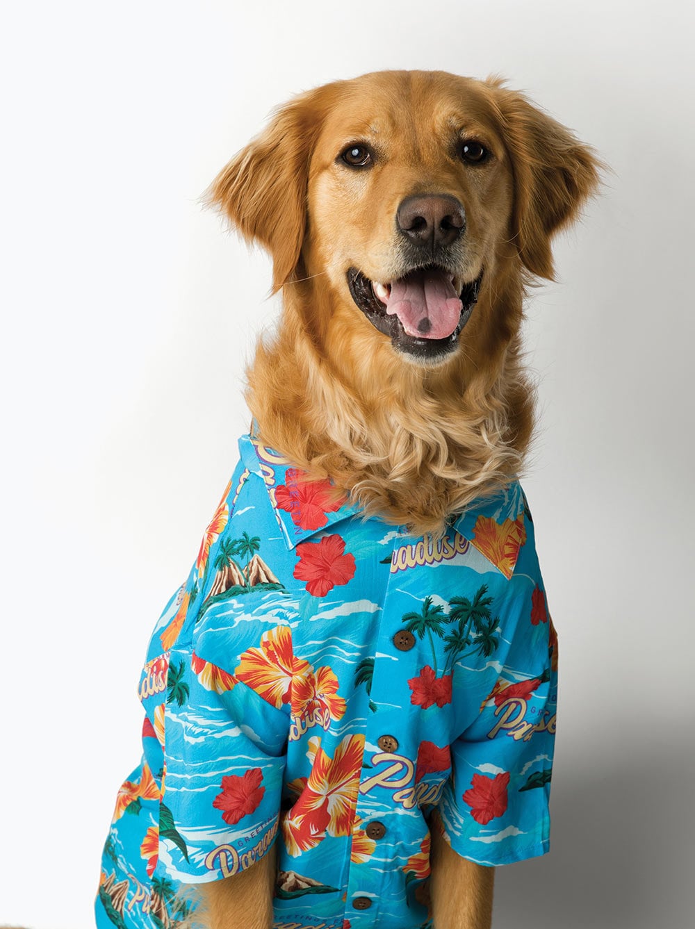 Mardi Paws Mash-Up Hawaiian Faux Button Up Dog Shirt With Sleeves (Choose Your Pattern)