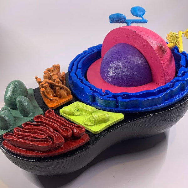 Animal Cell Model Cross Section. STL File, For 3D Printing