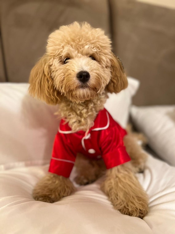 Dogs in pyjamas new arrivals
