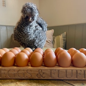 May include: A wooden egg holder with the text "EGGS & FLUFF" engraved on the front. The holder is filled with brown eggs. A fluffy gray chicken stands behind the holder.