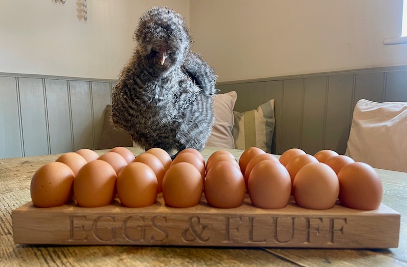May include: A wooden egg holder with the text "EGGS & FLUFF" engraved on the front. The holder is filled with brown eggs. A fluffy gray chicken stands behind the holder.