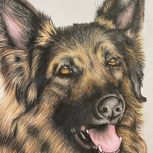 May include: A detailed pencil drawing of a German Shepherd dog with brown and black fur. The dog has its mouth open, showing its teeth and tongue. The dog's eyes are brown and alert.