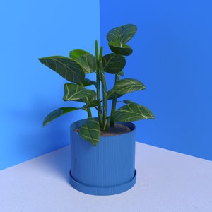 May include: A houseplant in a blue pot with a ribbed design, set against a blue and white backdrop. The plant has large green leaves with visible veins. The pot sits on a matching saucer, creating a modern look.