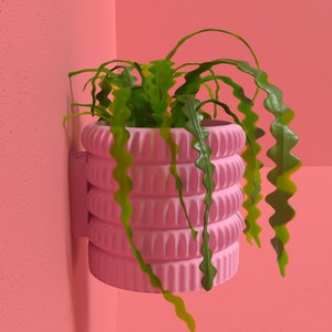 May include: A pink, wall-mounted planter with a ribbed design, holding a green plant with wavy leaves. The planter is mounted on a pink wall in a corner. The plant's leaves have yellow highlights.