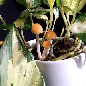 Miniature Mushroom Plant Stakes, Fairy Decor for Houseplants, Terrarium and Garden faux mushroom sculpture