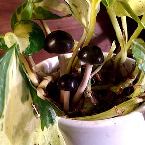 Miniature Mushroom Plant Stakes, Fairy Decor for Houseplants, Terrarium and Garden faux black mushroom sculpture