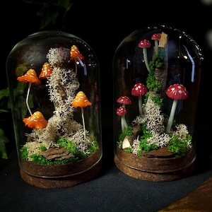 Könnte beinhalten: Zwei Glasterrarien mit Miniatur-Pilz-Displays. Eines zeigt orangefarbene Pilze, das andere rote. Beide haben Moos, Flechten und einen Korksockel. Die Glaskuppeln stehen auf einer dunklen Oberfläche.