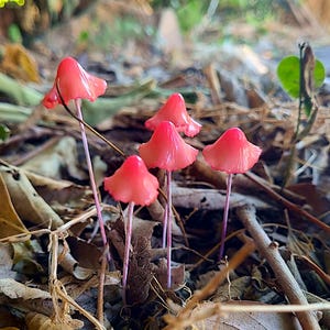 Fairy Garden Kit, Faux Mushroom Sculptures, Plant Stakes for Terrariums and Indoor Plants