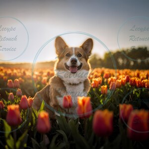 Tulip Field Digital Background Overlay, Spring Tulip Photo Backdrop, Floral Digital Background for Pets, Family, Children,  Instant Download