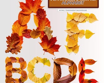 Alfabeto de glifos de hojas de otoño PNG / 49 PNG transparentes / 3500 px de altura / Uso comercial