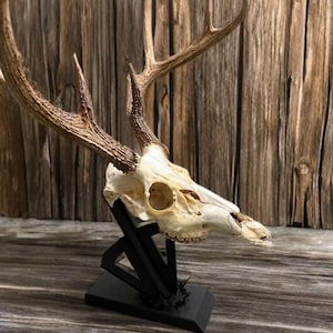 Broadhead Arrow Deer Skull Mount | For Desk or Shelf
