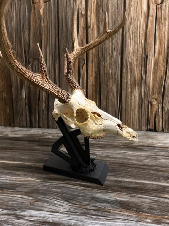 Broadhead Arrow Deer Skull Mount | for Desk or Shelf - Etsy