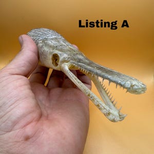 Real Spotted Gar Skulls – Natural Fish Skulls with Jaws Glued In Place – Beetle Cleaned, Clear Coated Fishing Gift & Rustic Décor
