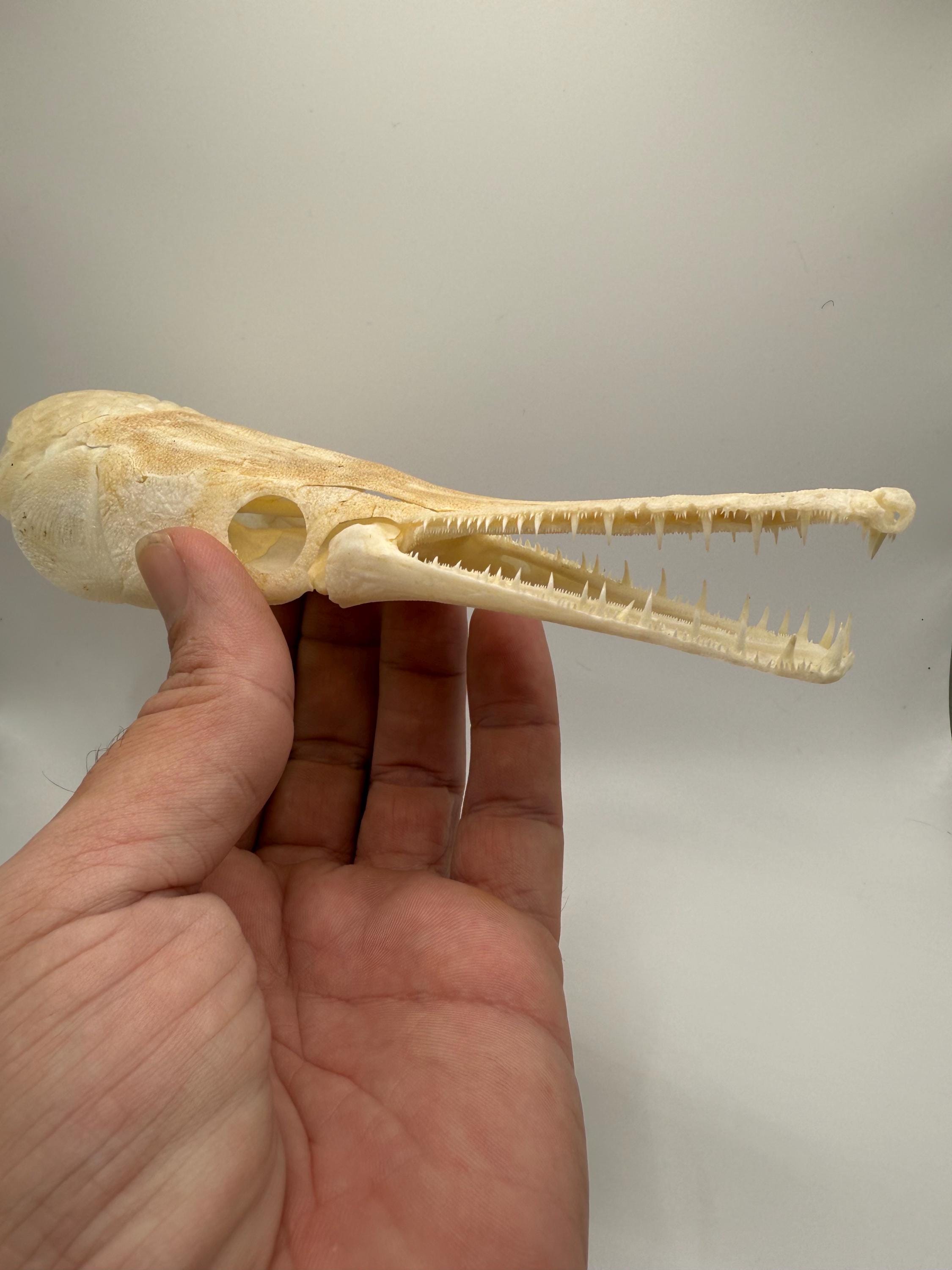 Real Spotted Gar Skull – 7″ Beetle Cleaned And Partially Whitened Fish Skull Decor, Poseable Jaw – Fishing Gift & Desk/Outdoor Display