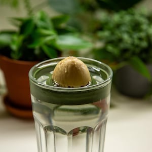 Może przedstawiać: Zbliżenie na pestkę awokado z korzeniami, które z niej wyrastają, umieszczoną w szklance wody. Pestka spoczywa na zielonym pierścieniu wewnątrz szklanki.