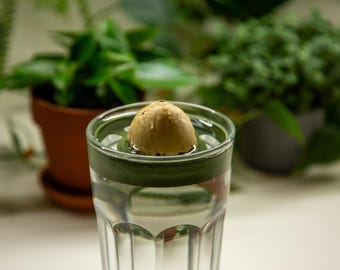 AvoPlanter Avocado-Kernhalter passend für IKEA Pokal Glas – Avocados einfach im Wasser keimen lassen