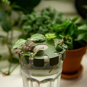 Op de afbeelding: Een groene plastic plantenpropagatiestation met meerdere stekken van verschillende planten die in water groeien. De station heeft een cirkelvormig ontwerp met sleuven voor de stekken en een doorzichtige glazen container om het water vast te houden.