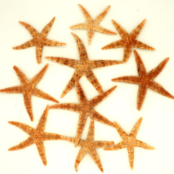 10 real starfish approx. 7 - 10 cm, preserved for decoration, second choice