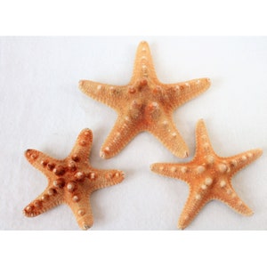 Może przedstawiać: Trzy brązowe rozgwiazdy o szorstkiej fakturze. Roz gwiazdy są ułożone w kształt trójkąta na białym tle.