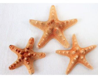 3 real nubs - starfish 7-11 cm for decoration