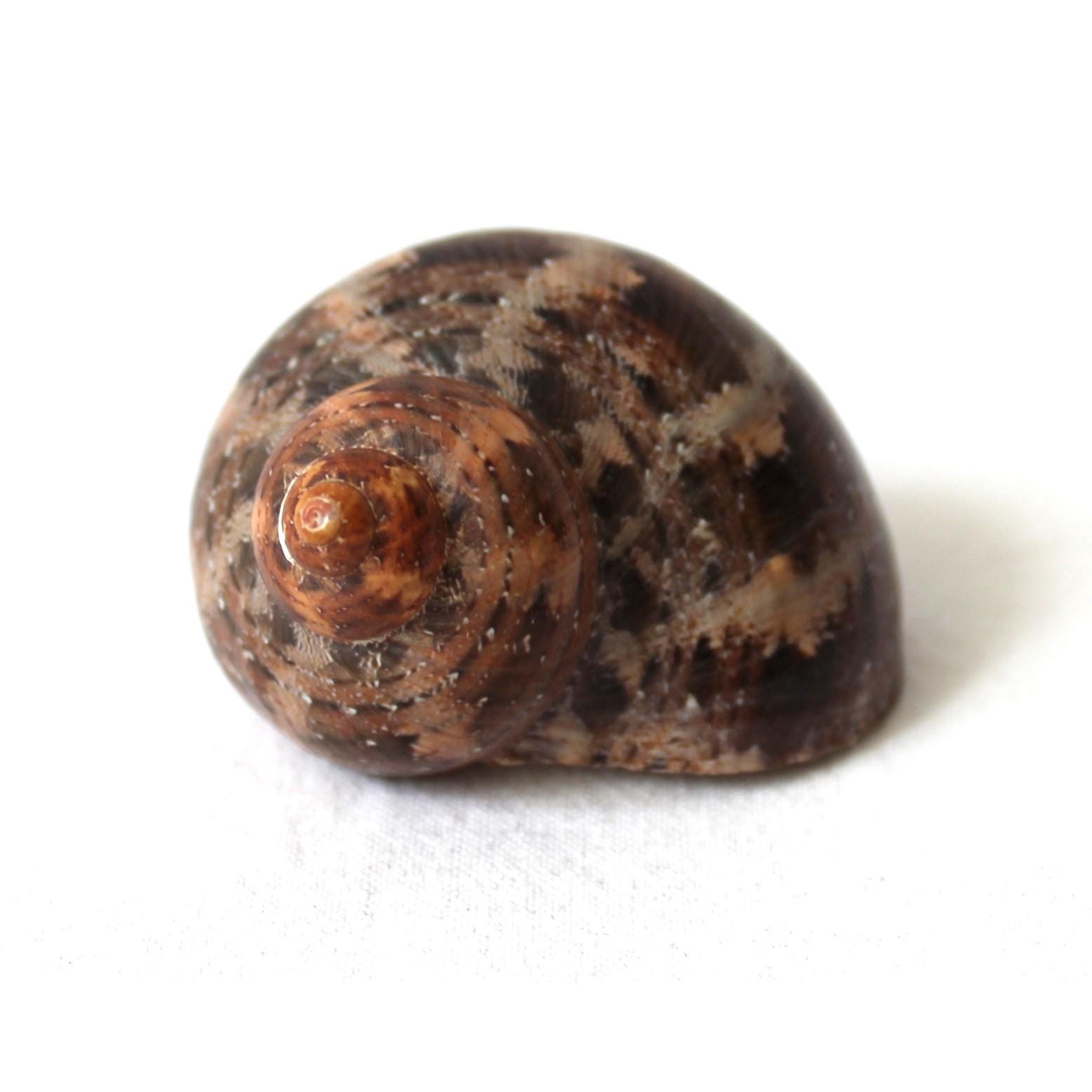 a Turbo petholatus approx. 5-6 cm turban snail
