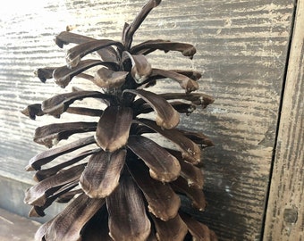 Large Carolina Pine cones ~ 7" - 8"  Craft  Project Pine cones ~ Country Decor Pine cones ~