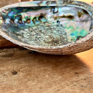 May include: An abalone shell featuring a highly iridescent, multi-colored interior with swirling hues of blue, green, and purple. The exterior of the shell displays a rough, textured, and weathered beige surface with a natural, organic shape.