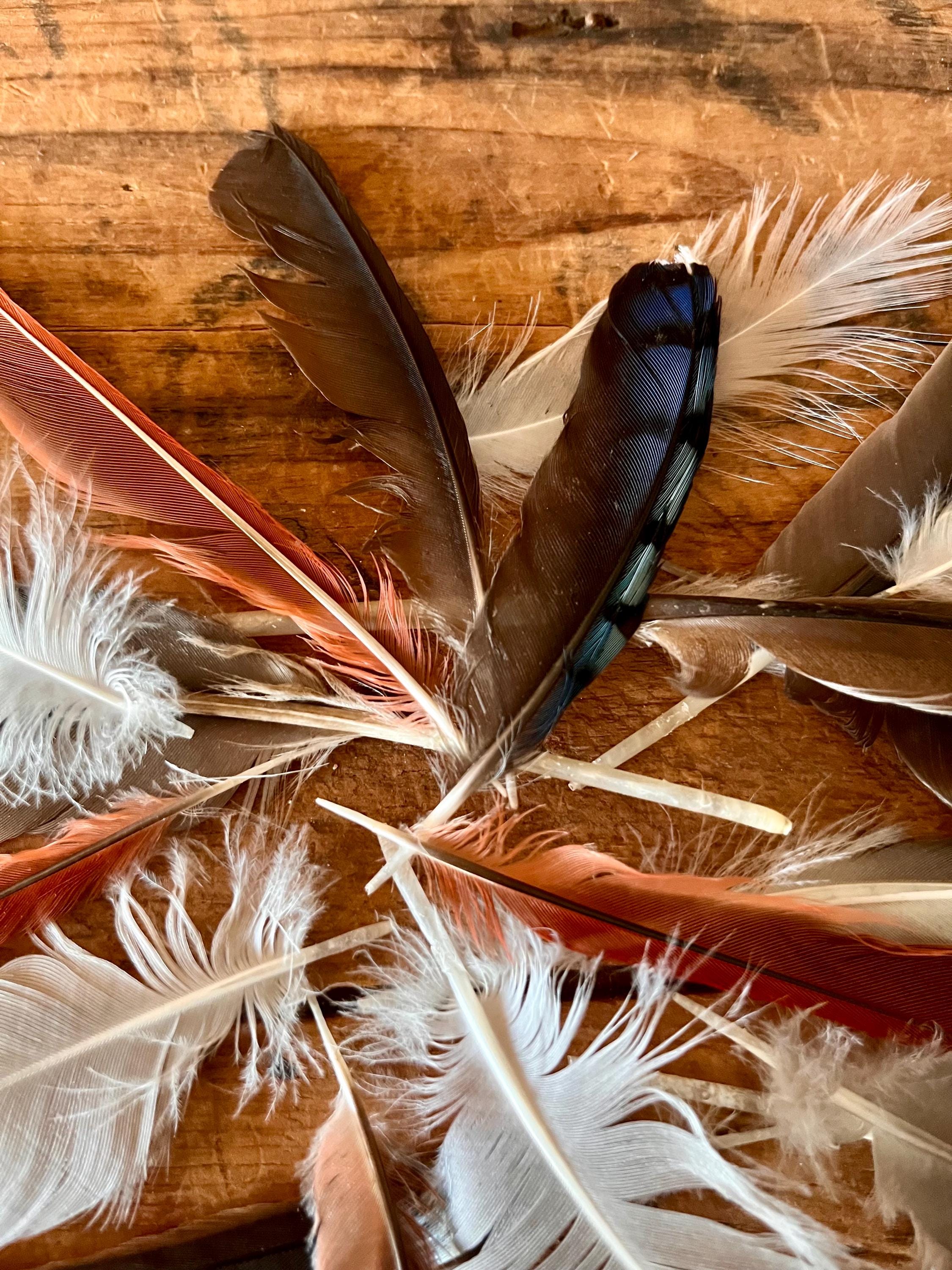 Wild Bird Feathers - East Coast Bird Feather Collection - 20