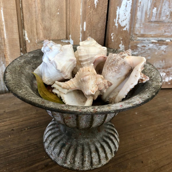 Four Small Conch Shells ~ Assorted Small Conch Shells ~ Sea Shells ~ Beach Finds ~ Shell Collection ~ She Sells Sea Shells