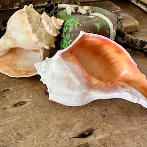May include: Two large conch shells with spiral structures and smooth, curved openings. One shell displays a pale beige exterior with a soft peach interior, while the other features a white outer surface and a vibrant, deep orange-toned interior.